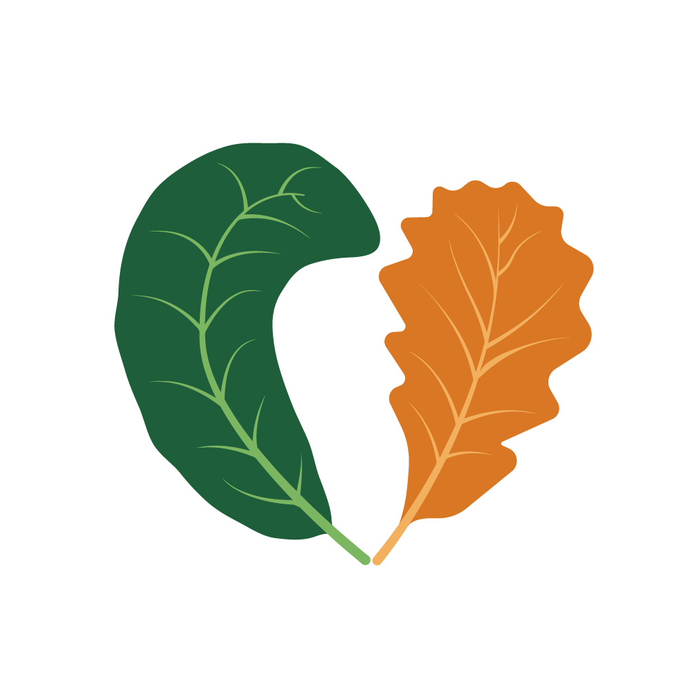 Minimalist Heart Shaped Autumn Oak and Green Summer Leaf Vector Illustration